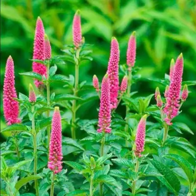 Вероника РОНИКА ФУКСИЯ в Рогачеве