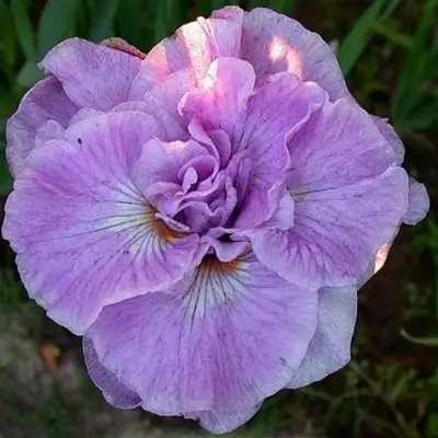 Ирис ИМПЕРИАЛ ОПАЛ сибирский в Рогачеве