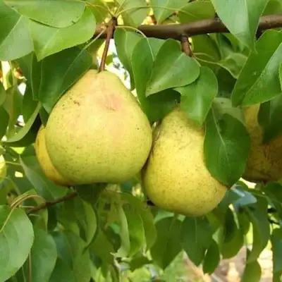 Груша ВЕЛИКАЯ ЛЕТНЯЯ (БОЛЬШАЯ ЛЕТНЯЯ) в Рогачеве