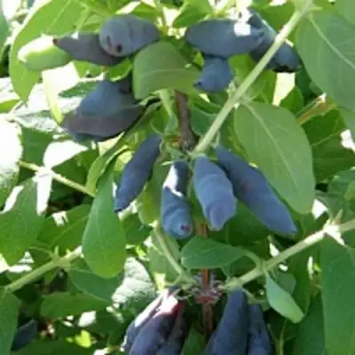 Жимолость съедобная НИМФА (ГАММА) в Рогачеве