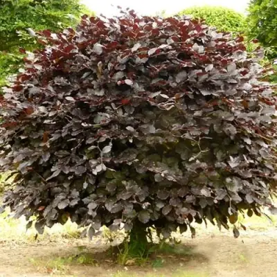 Бук лесной АТРОПУНИЦЕА в Рогачеве