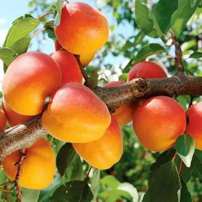 Абрикос ТРИУМФ СЕВЕРНЫЙ в Рогачеве