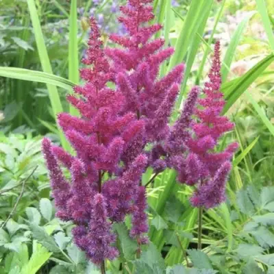 Астильба КАРАОКЕ ПАРТИ китайская в Рогачеве