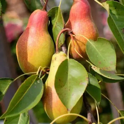 Груша РУССКАЯ КРАСАВИЦА (КРАСАВИЦА ЧЕРНЕНКО) в Рогачеве