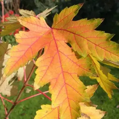 Клен серебристый в Рогачеве