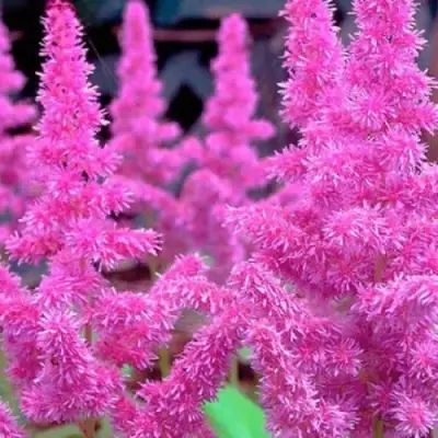 Астильба АМЕТИСТ Арендса в Рогачеве