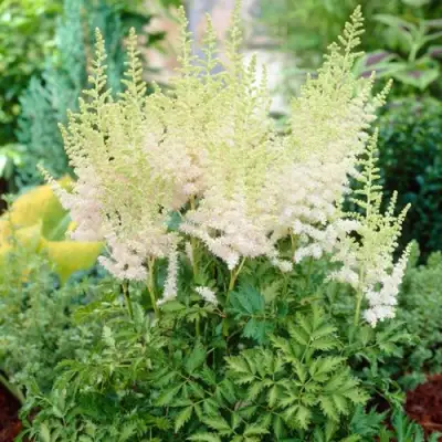 Астильба МИЛК ЭНД ХАНИ китайская в Рогачеве