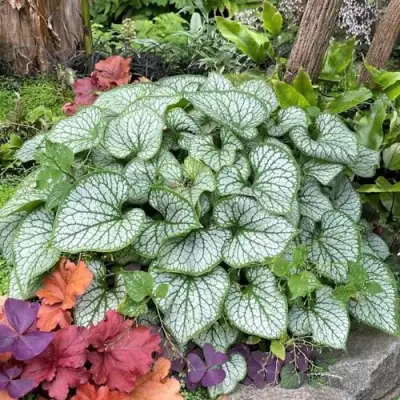 Бруннера ДЖЭК ФРОСТ в Рогачеве