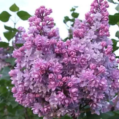 Сирень КОЛХОЗНИЦА в Рогачеве