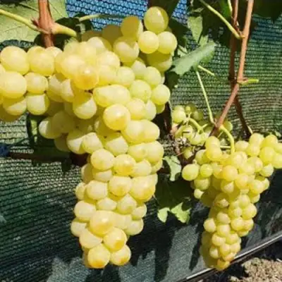 Виноград КИШМИШ ЗОЛОТЦЕ в Рогачеве