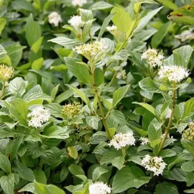 Дерен ФЛАВИРАМЕА отпрысковый в Рогачеве