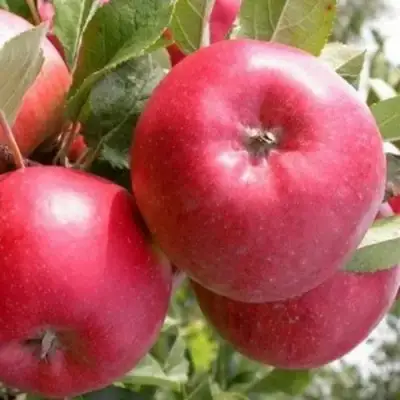 Яблоня ПОСПЕХ в Рогачеве
