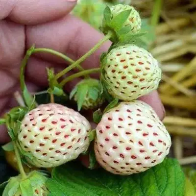 Клубника АНАНАСА ремонтантная в Рогачеве