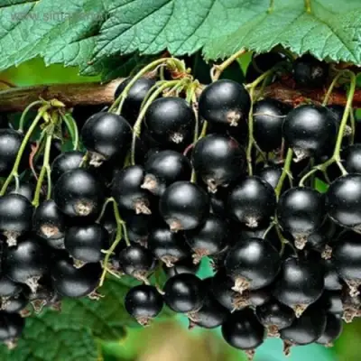 Смородина черная БЕН КОНАН в Рогачеве