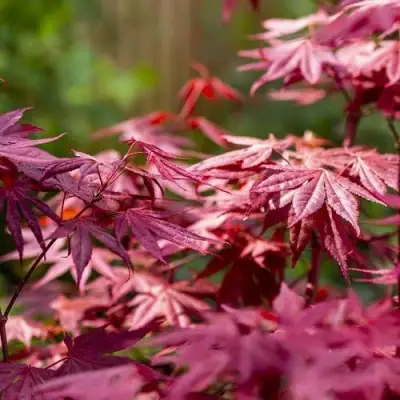 Клен дланевидный АТРОПУРПУРЕУМ в Рогачеве