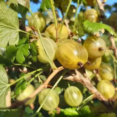 Крыжовник БЕЛОРУCСКИЙ САХАРНЫЙ 2 в Рогачеве