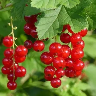 Смородина красная РОНДОМ в Рогачеве