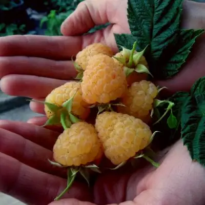 Малина ЗЮГАНА ЗОЛОТАЯ в Рогачеве