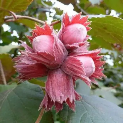 Фундук СКАРЛЕТТ в Рогачеве