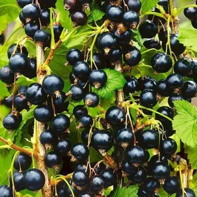 Смородина чёрная ИЗЮМНАЯ в Рогачеве