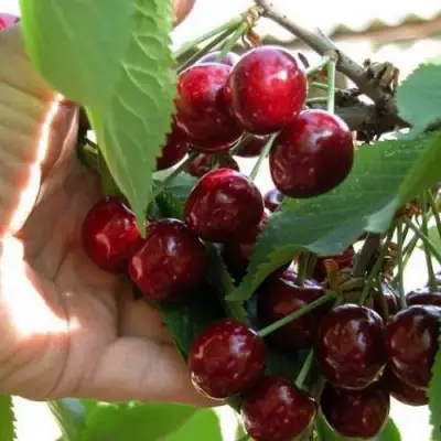 Черешня СЮБАРОВСКАЯ в Рогачеве