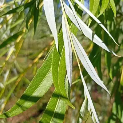 Ива ВИТЕЛЛИНА белая  в Рогачеве