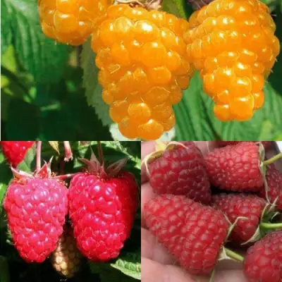 Комплект ЗОЛОТАЯ МАЛИНА в Рогачеве