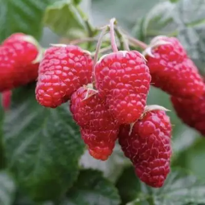 Малина МАРОСЕЙКА в Рогачеве