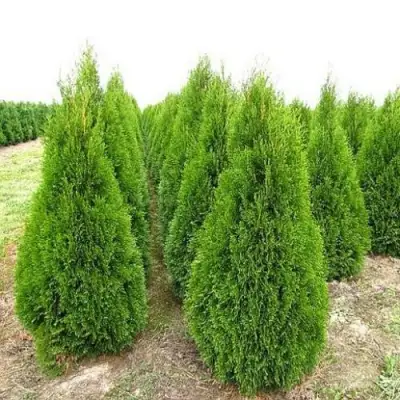 Туя СМАРАГД западная в Рогачеве