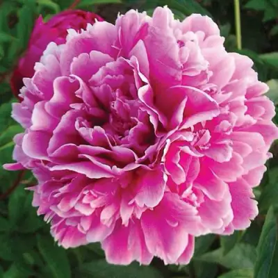 Пион ПУРПУРНАЯ ФЕЕРИЯ травянистый в Рогачеве
