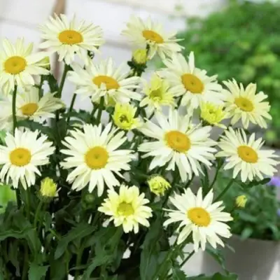 Нивяник БРОДВЕЙ ЛАЙТС великолепный в Рогачеве