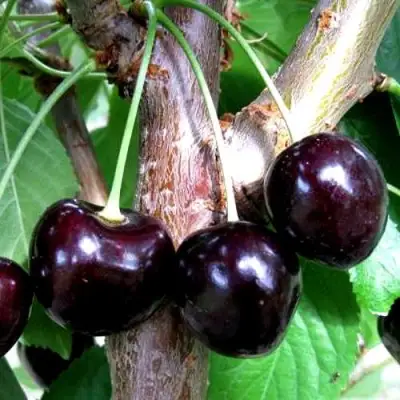 Вишня ШОКОЛАДНИЦА в Рогачеве