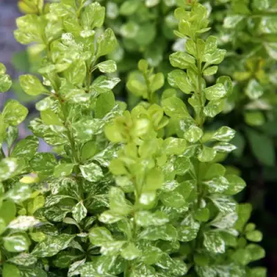 Барбарис ПАУ ВАУ тунберга в Рогачеве