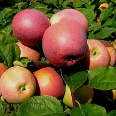 Яблоня СЛАВА ПОБЕДИТЕЛЯМ в Рогачеве