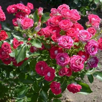 Роза ШОНЕ КОБЛЕНЦЕРИН флорибунда в Рогачеве