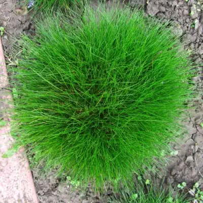 Овсяница ГОТЬЕ в Рогачеве