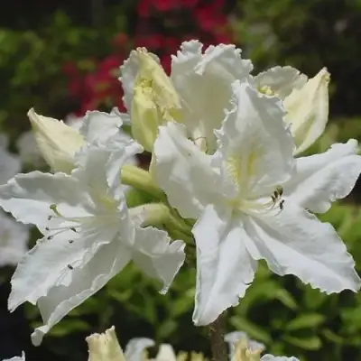 Азалия ОКСИДОЛ листопадная в Рогачеве