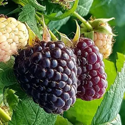 Малина БЛЭК ПОЛЬКА (ХЕБАН) в Рогачеве