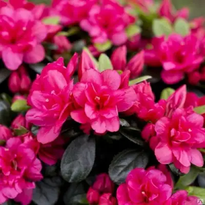 Азалия КАНЗОНЕТТА японская в Рогачеве