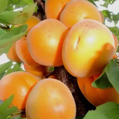 Абрикос ДЕСЕРТНЫЙ в Рогачеве