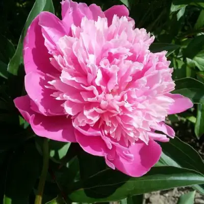 Пион ГОЛУБАЯ ХРИЗАНТЕМА травянистый в Рогачеве