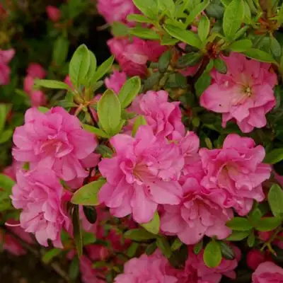 Азалия РОЗИНЕТТА японская в Рогачеве