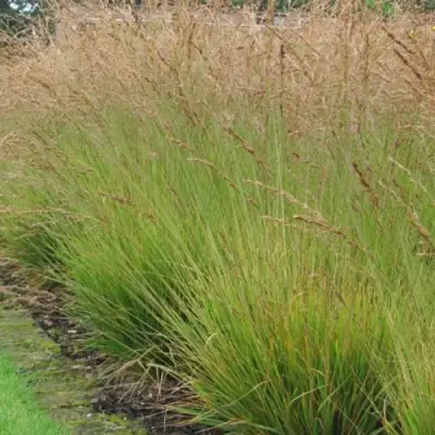 Молиния ПОЛ ПЕТЕРСОН голубая в Рогачеве