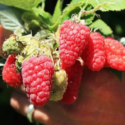 Малина ПАТРИЦИЯ в Рогачеве