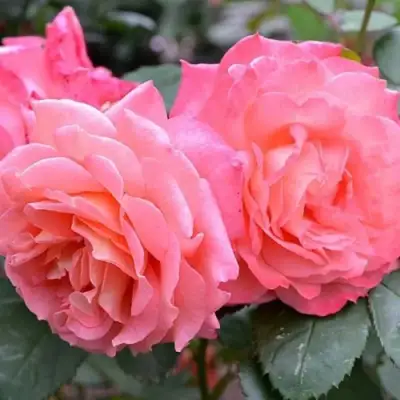 Роза ИНСТИТУТ ЛЮМЬЕР шраб в Рогачеве