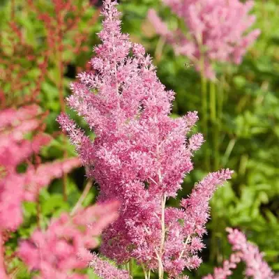 Астильба РЕЙНЛЕНД японская в Рогачеве