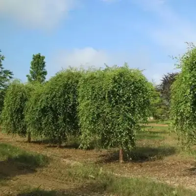 Береза САММЕР КАСКАД черная в Рогачеве