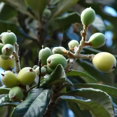 МУШМУЛА  в Рогачеве