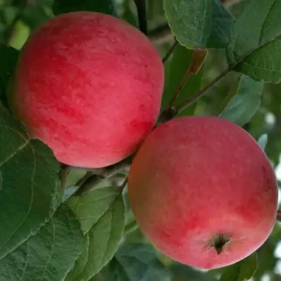 Яблоня СУЙСЛЕПСКОЕ (МАЛИНОВКА) в Рогачеве