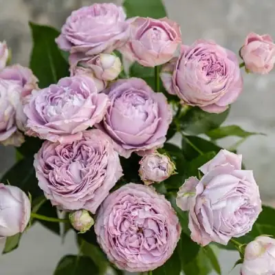 Роза ЛАВАНДЕР БАБЛС спрей в Рогачеве